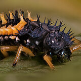 Extreme close-ups of insects